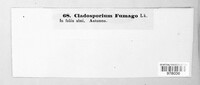 Cladosporium fumago image